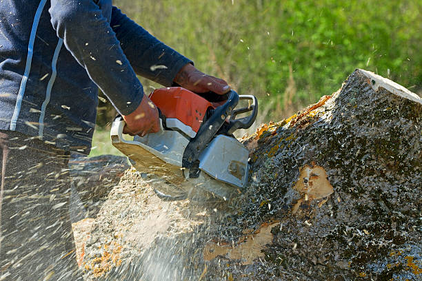 The Steps Involved in Our Tree Care Process in Punxsutawney, PA